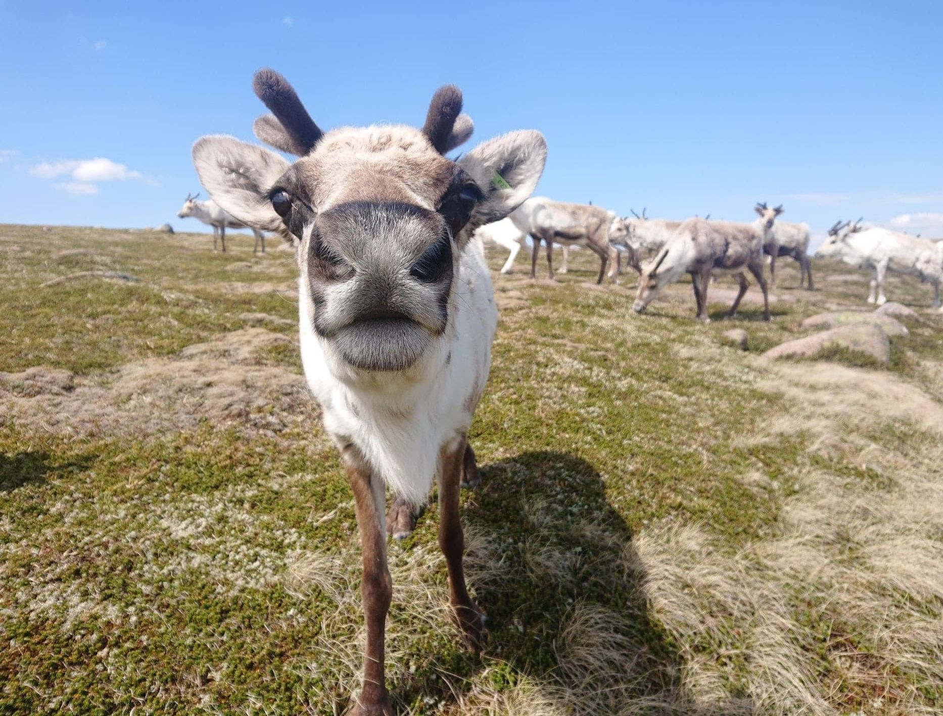 Bringing the hill to the glen... the Cairngorms attraction wants to give everyone a chance to be captivated by the UK’s only freely roaming herd of reindeer.