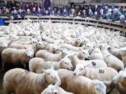 Sheep sales