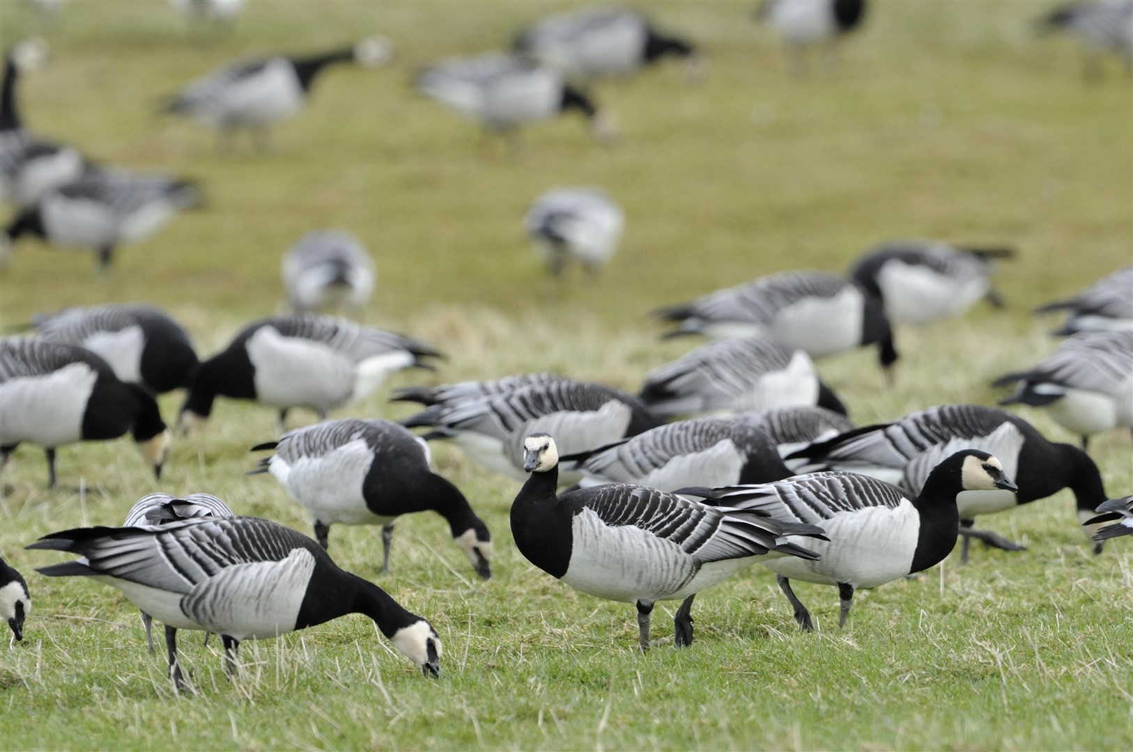 Barnacle geese (Branta leucopsis) at Caerlaverock National Nature Reserve. ©Lorne Gill