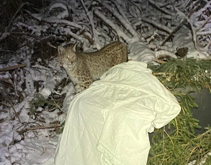 TRAPPED: Action from yesterday's capture. Images from tonight's successful hunt by the team are still awaited. (RZSS)