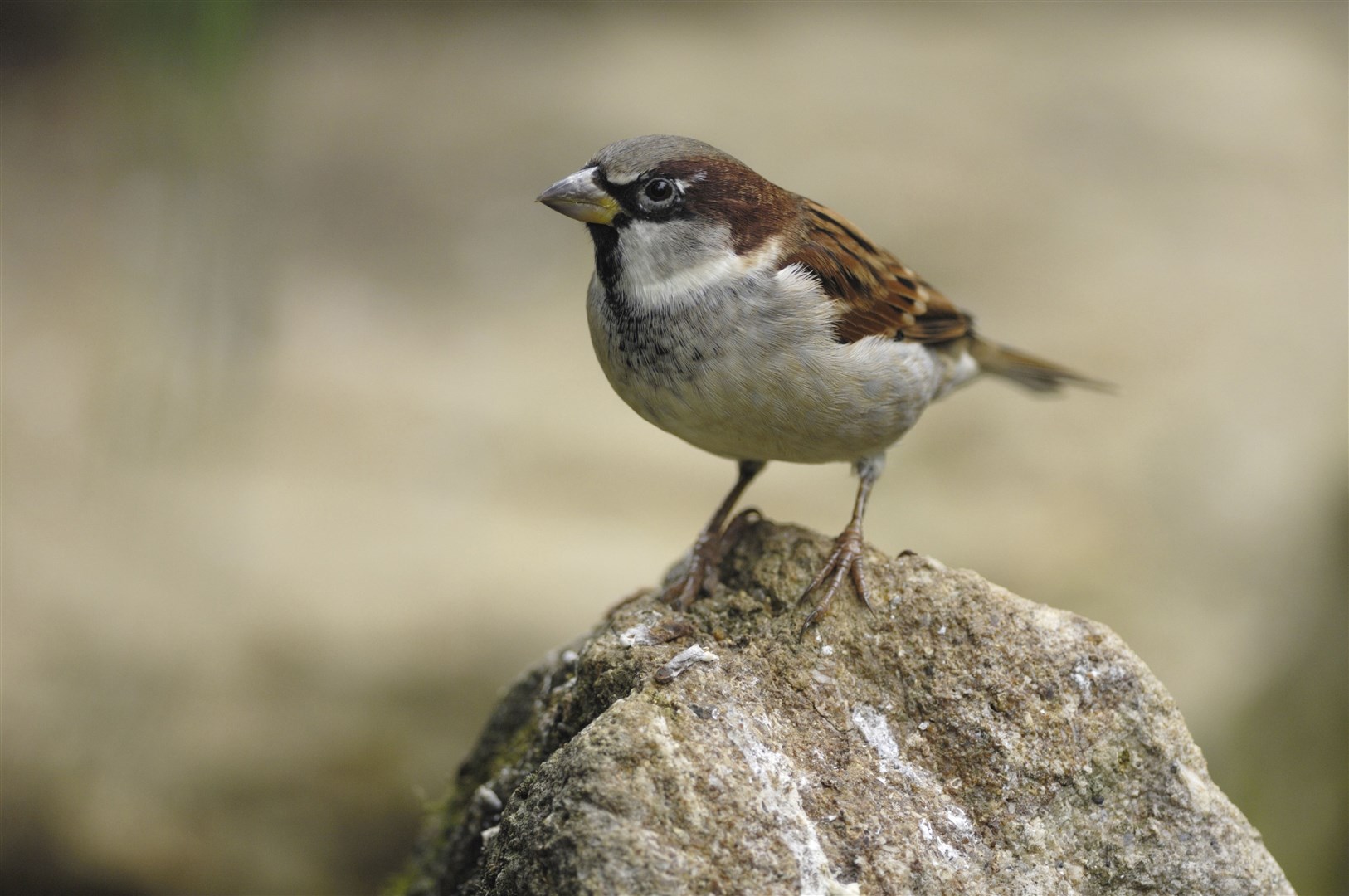 House sparrows (Passer domesticus) are still the most common birds in Scotland. Ray Kennedy (rspb-images.com)