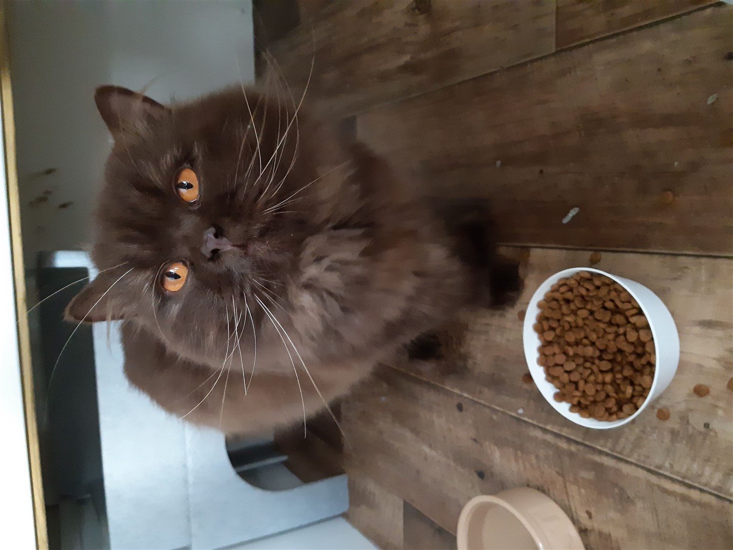 Ivan is believed to be about three-years-old (Cats Protection/PA)