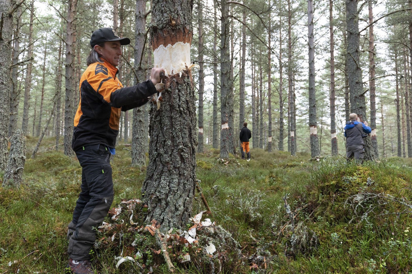 Workers from Alban Tree Care create standing deadwood.