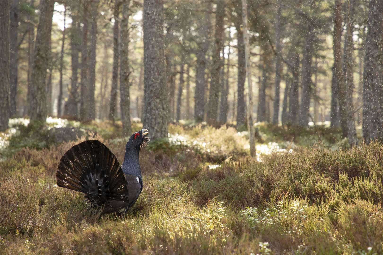 Capercaillie, Tetrao urogallus, male displaying in rain in pine forest, Cairngorms National Park. Photo: Mark Hamblin