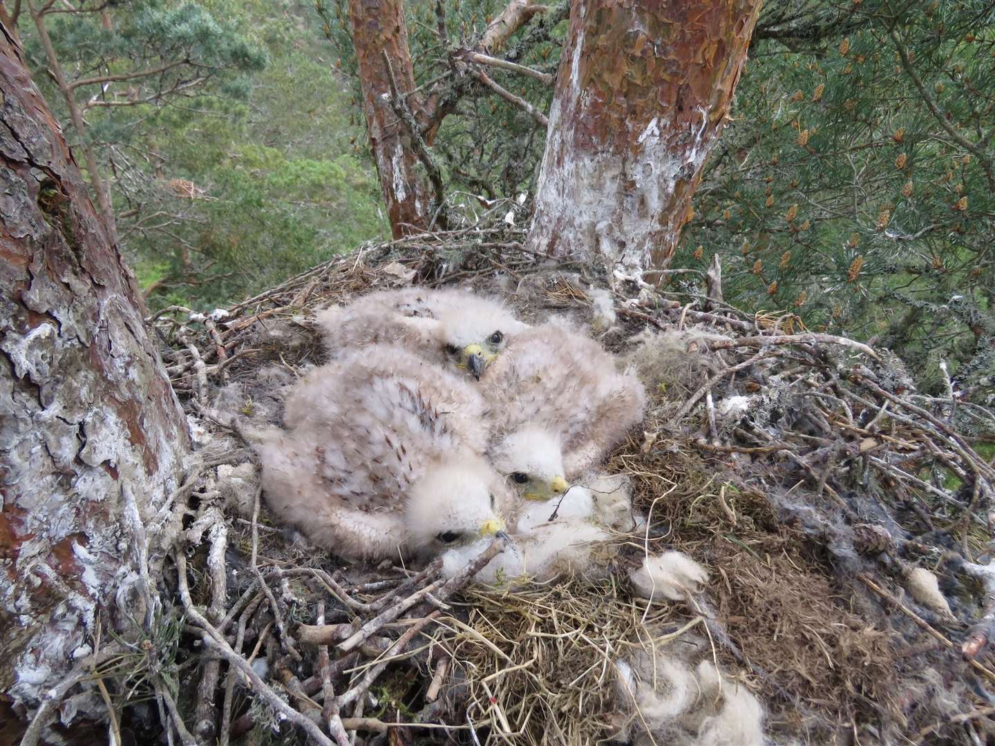 The kite chicks doing well back in the summer of '19.