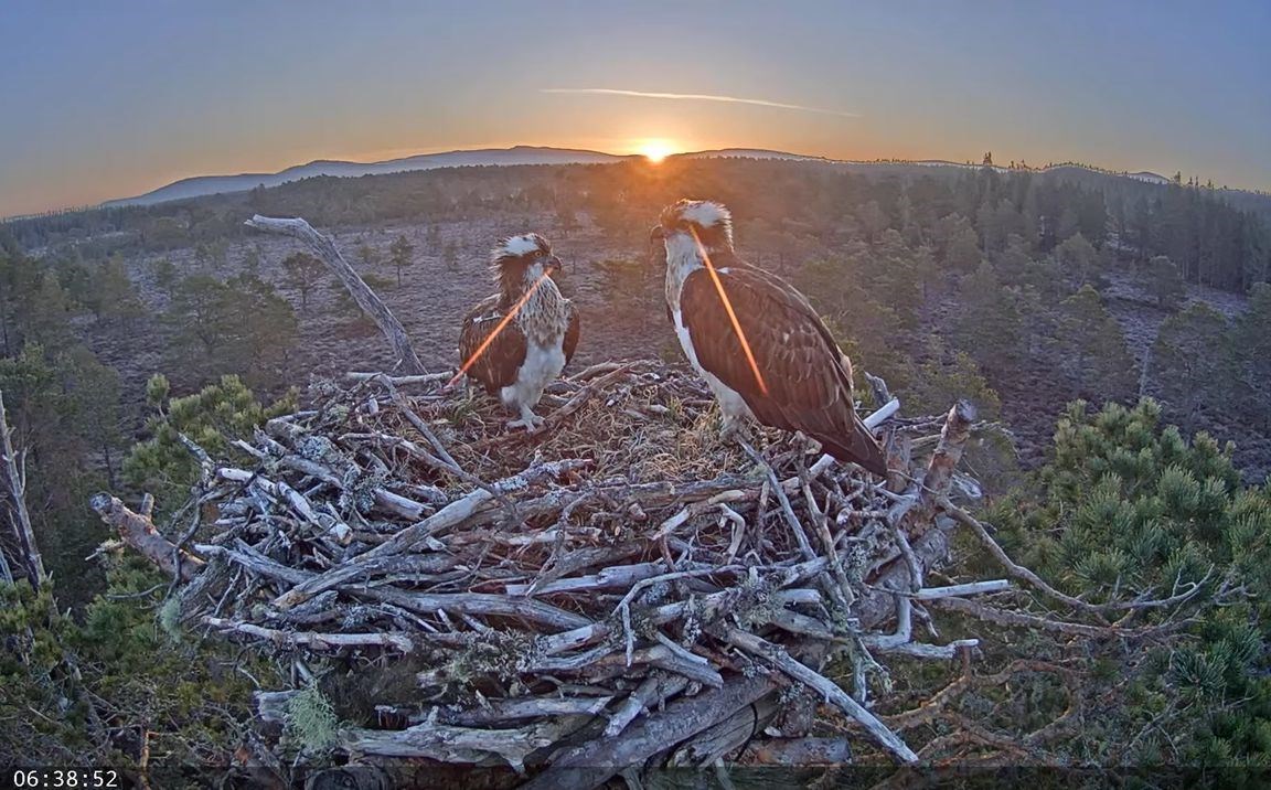 No hanging about.... Asha and B047 at the nest as the sun rises this morning. Picture: RSPB Scotland.