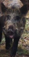 KEEP YOUR EYES OPEN: It is just possible there is still a wild boar loose in Badenoch. Only eight of its herd were culled.
