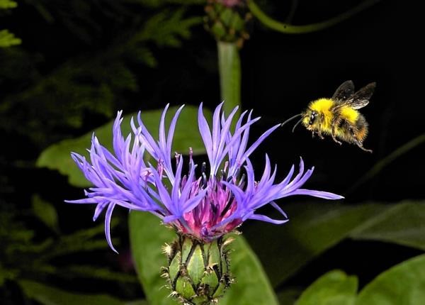 Bees in Inverness-shire are under threat because of a killer disease