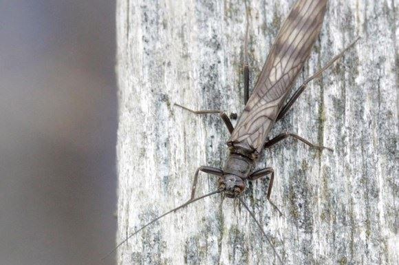 The Northern February Red Stonefly (Brachyptera putata) has long antenna.