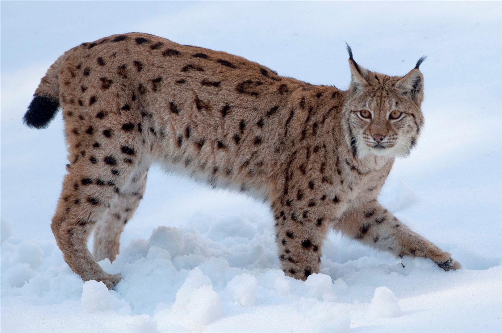 A lynx in the snow (stock image).