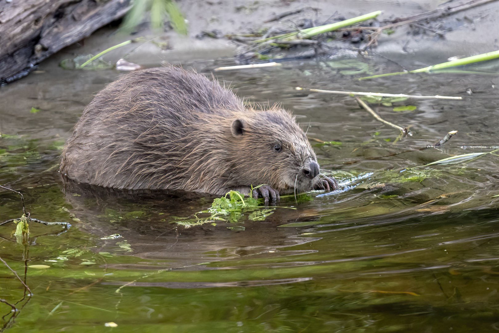 The three release sites for beaver have been revealed should the project get the go-ahead. Picture: Elliot McCandless.