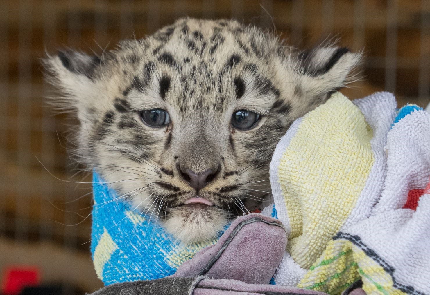 Snow leopard cubs receive first health check at Highland Wildlife Park