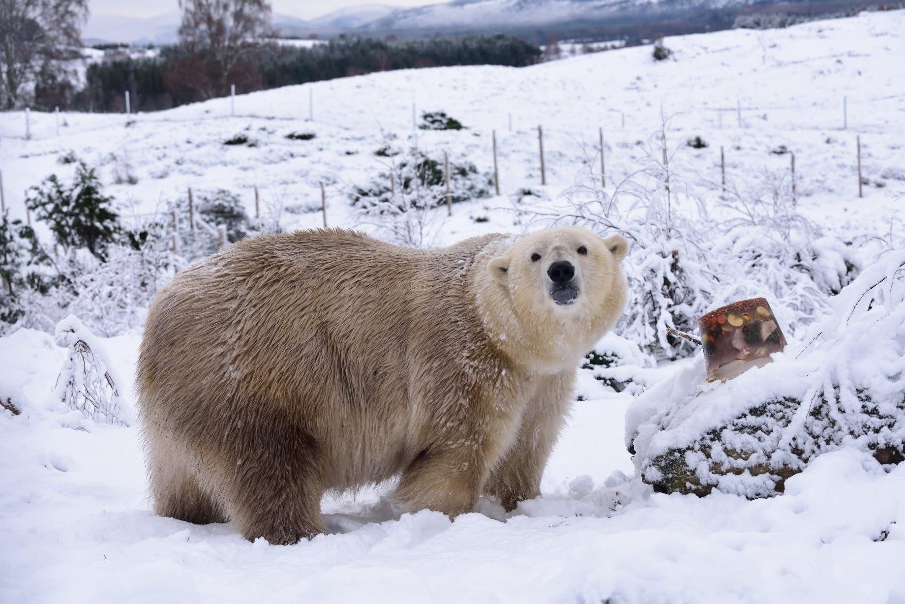 Victoria the polar bear who was a star attraction at the wildlife park.