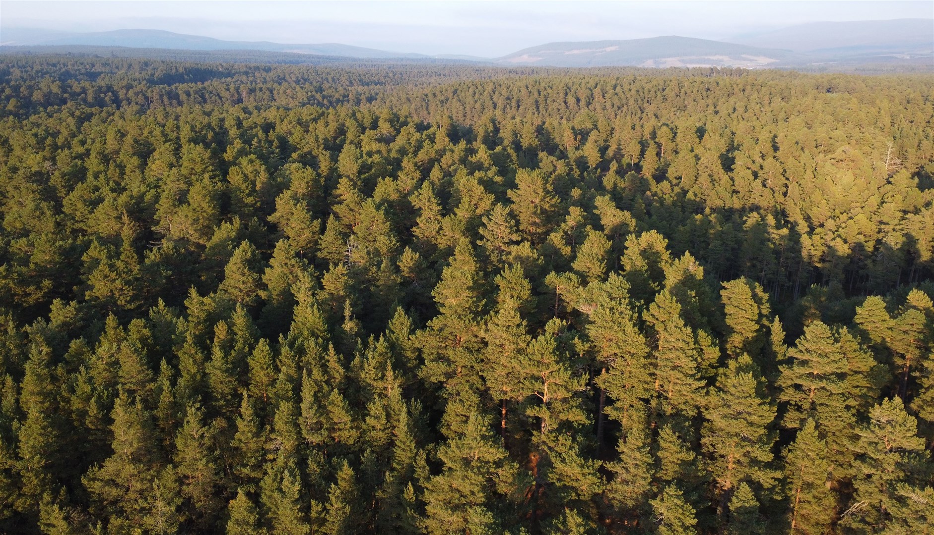 Community trust has plans to improve Anagach Woods.