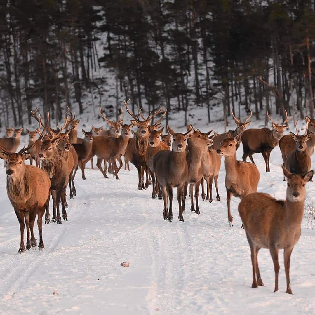 Red deer in the Highlands