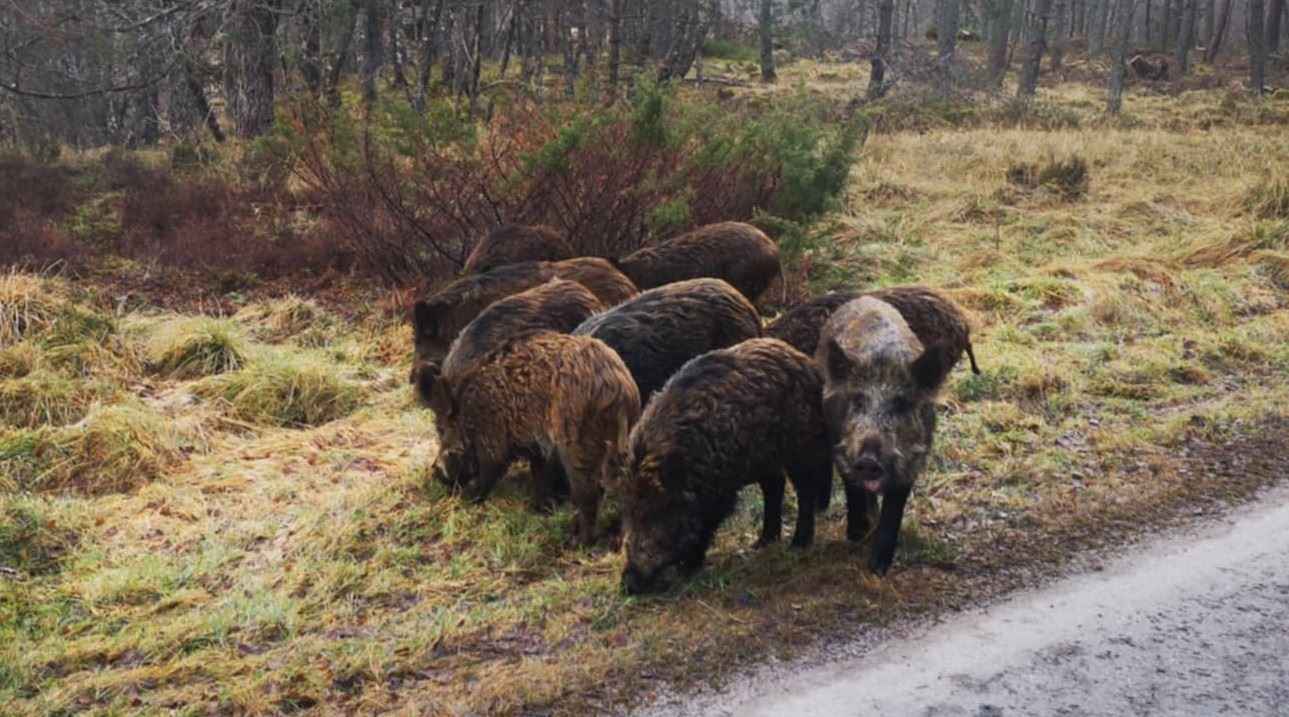 These are the first of the feral pigs to be rounded up and humanely killed. The second herd was becoming a problem, the hunters say, and were caught and rounded up in time before any serious damage could be done locally. They were found to be wandering the lower slopes of Glenfeshie last week.