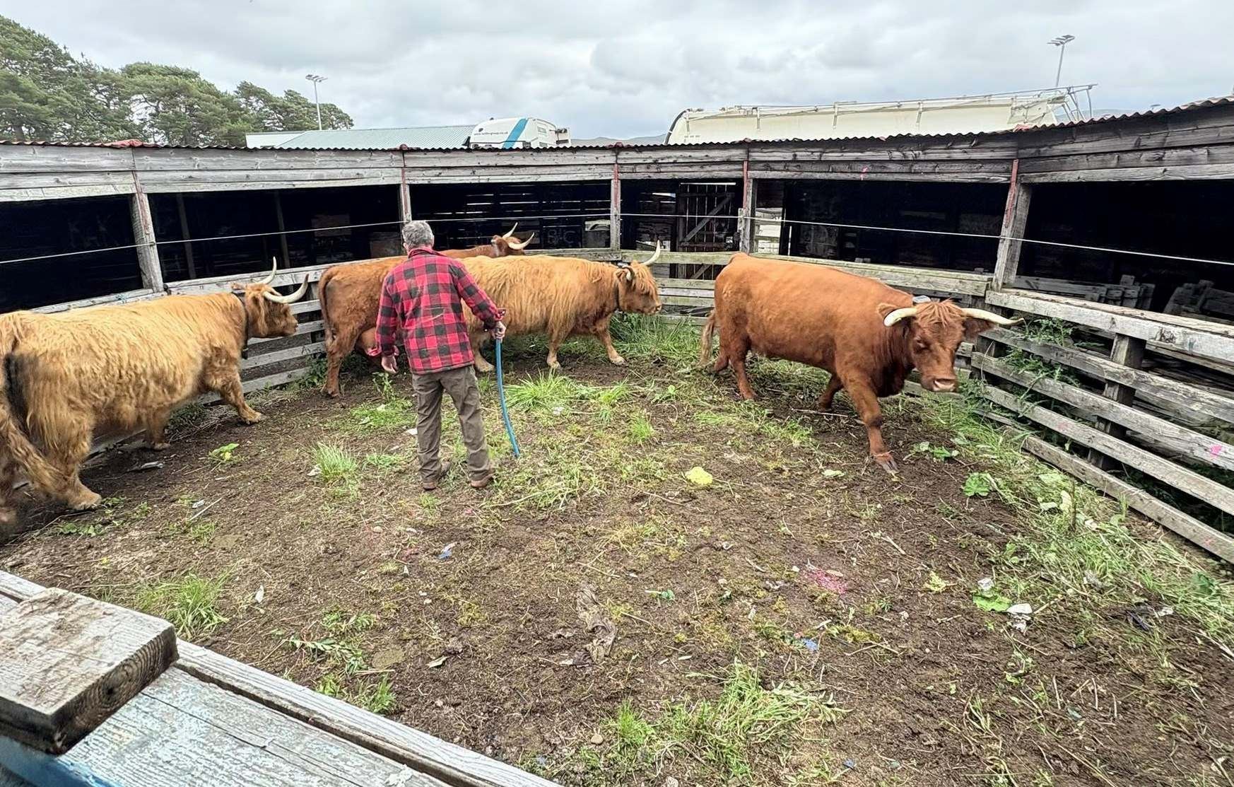 COO! This week Ruaridh Ormiston's Highland cattle were taken into the market to help BBC Alba put a report together on the latest situation at the market. It was aired last night.