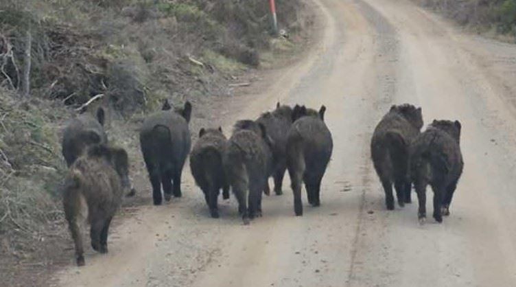 HUNTED: These are the first of the herd of wild boar, eight of which were recaptured and humanely destroyed. There are said to be another seven or so left wandering Glenfeshie.