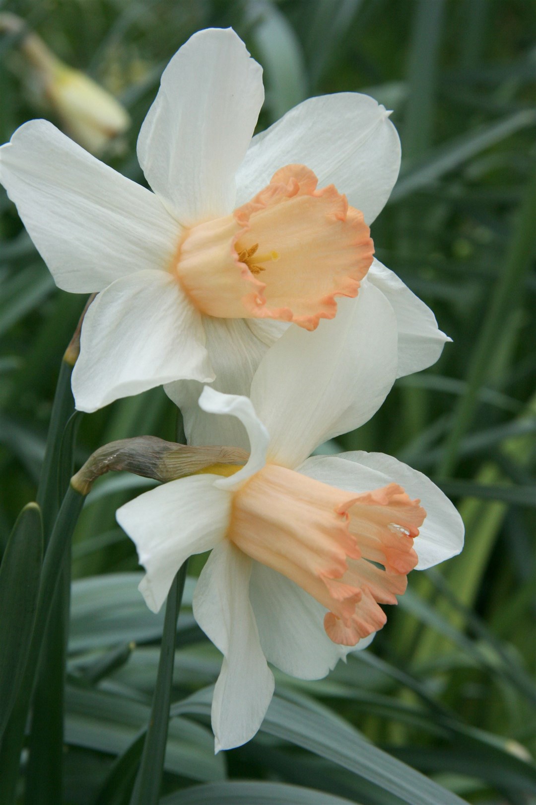 Mrs R O Backhouse, one of the three rare cultivars (RHS/PA)