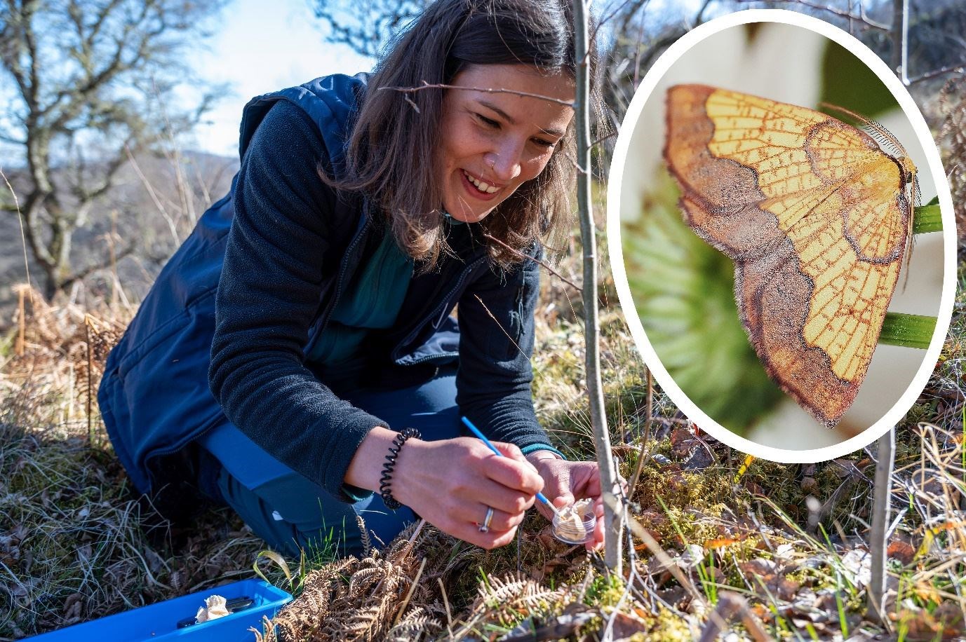 The species spends 10 months of its 12-month life cycle as an egg, overwintering before hatching into a caterpillar in the spring. Being primarily active at night makes it difficult to spot in the wild. Conservation efforts are underway to protect its dwindling populations (RZSS)