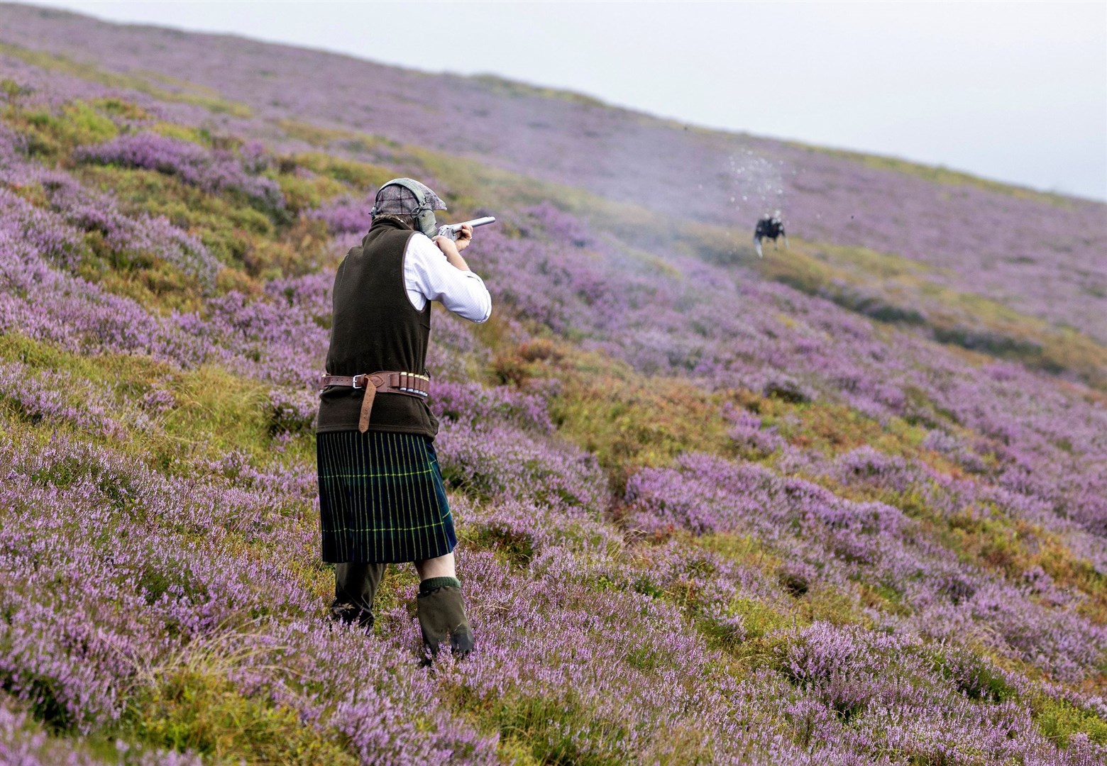 A member of a shooting party bags a grouse on a moor