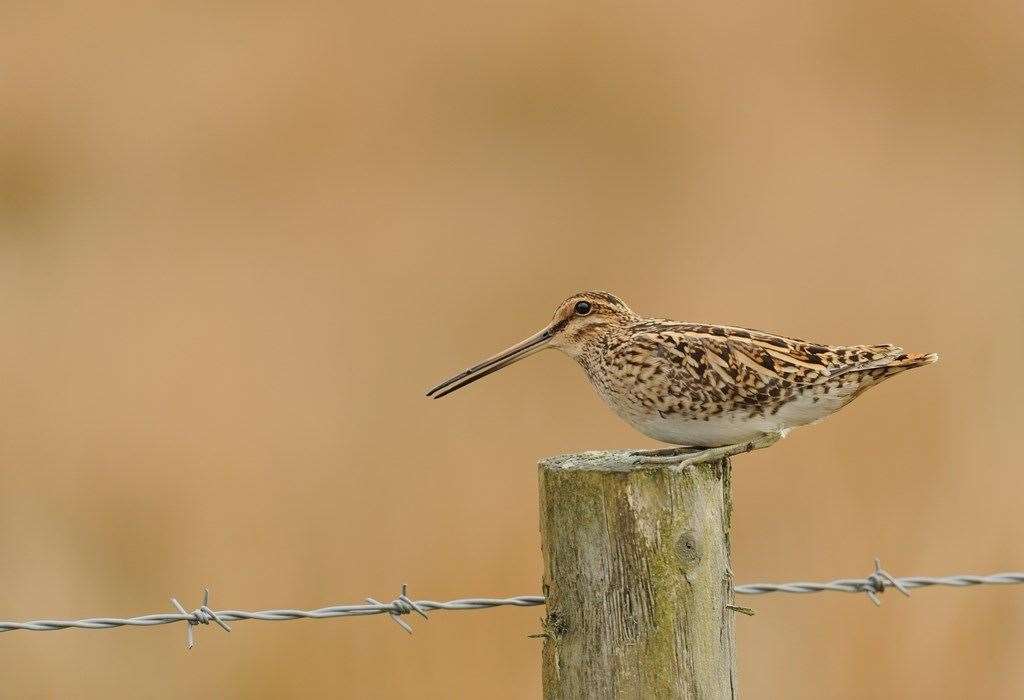 Snipe have suffered the greatest fall in numbers since last survey. Picture: Ben Andrew.