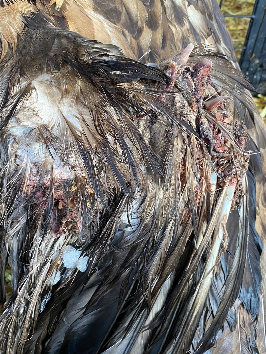The serious injury to the Eagle's left wing.
