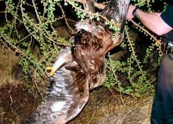 One of the golden eagles found dead on the Skibo Estate.