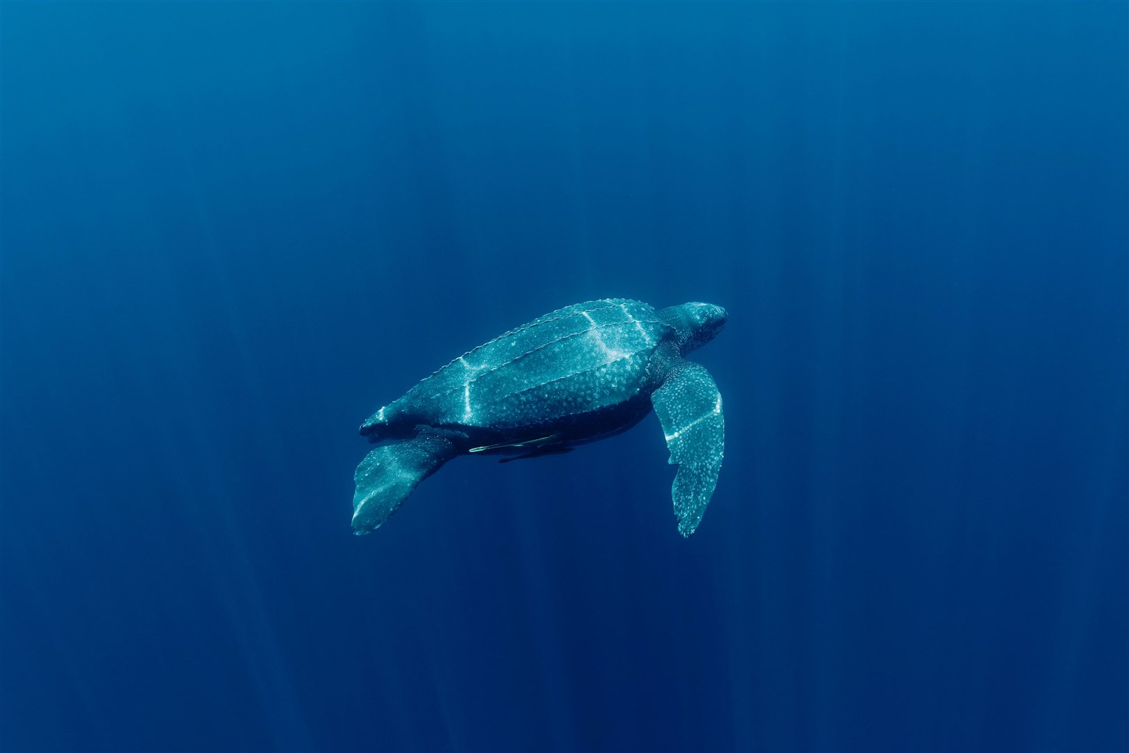 Leatherback turtles have seen populations decline by between 20% and 98% in some parts of the world (Jurgen Freund/WWF/PA)