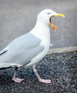 SEAGULL
