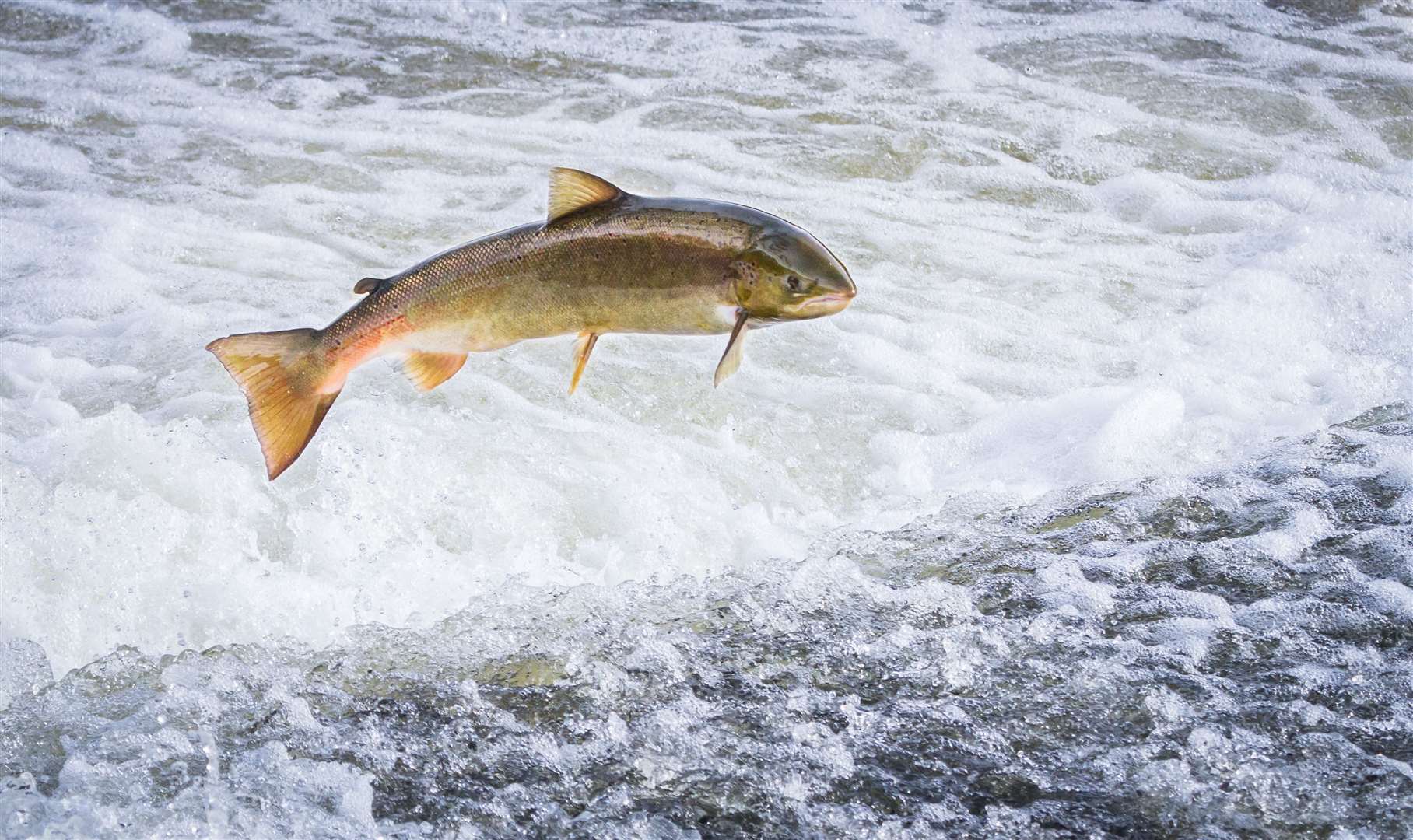 An Atlantic salmon (Salmo salar) jumps out of the water.