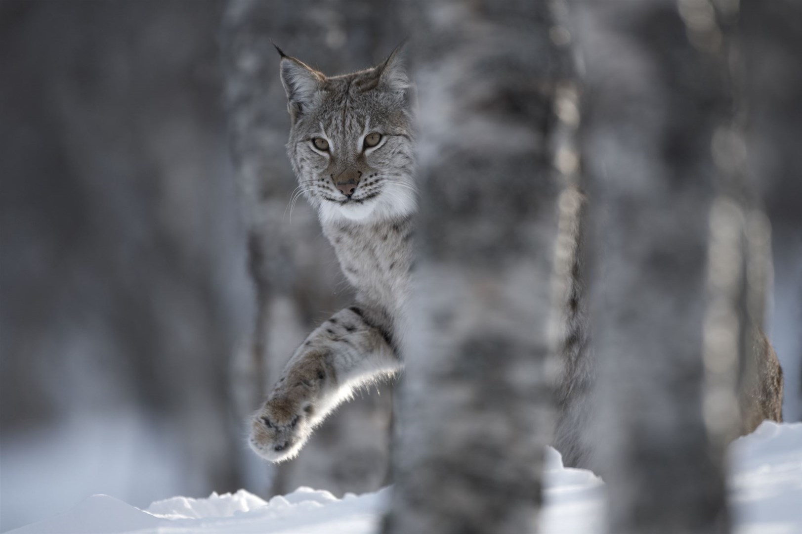 European Lynx (Lynx lynx) adult female peering out from behind tree in winter birch forest. Bardu, Norway (c)