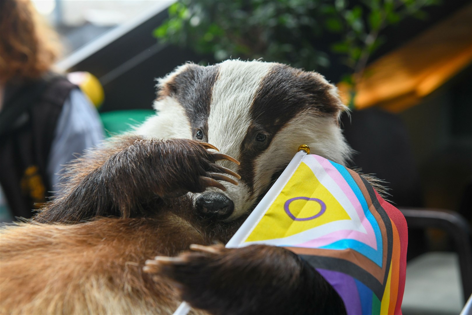 Badger. Picture: James Mackenzie