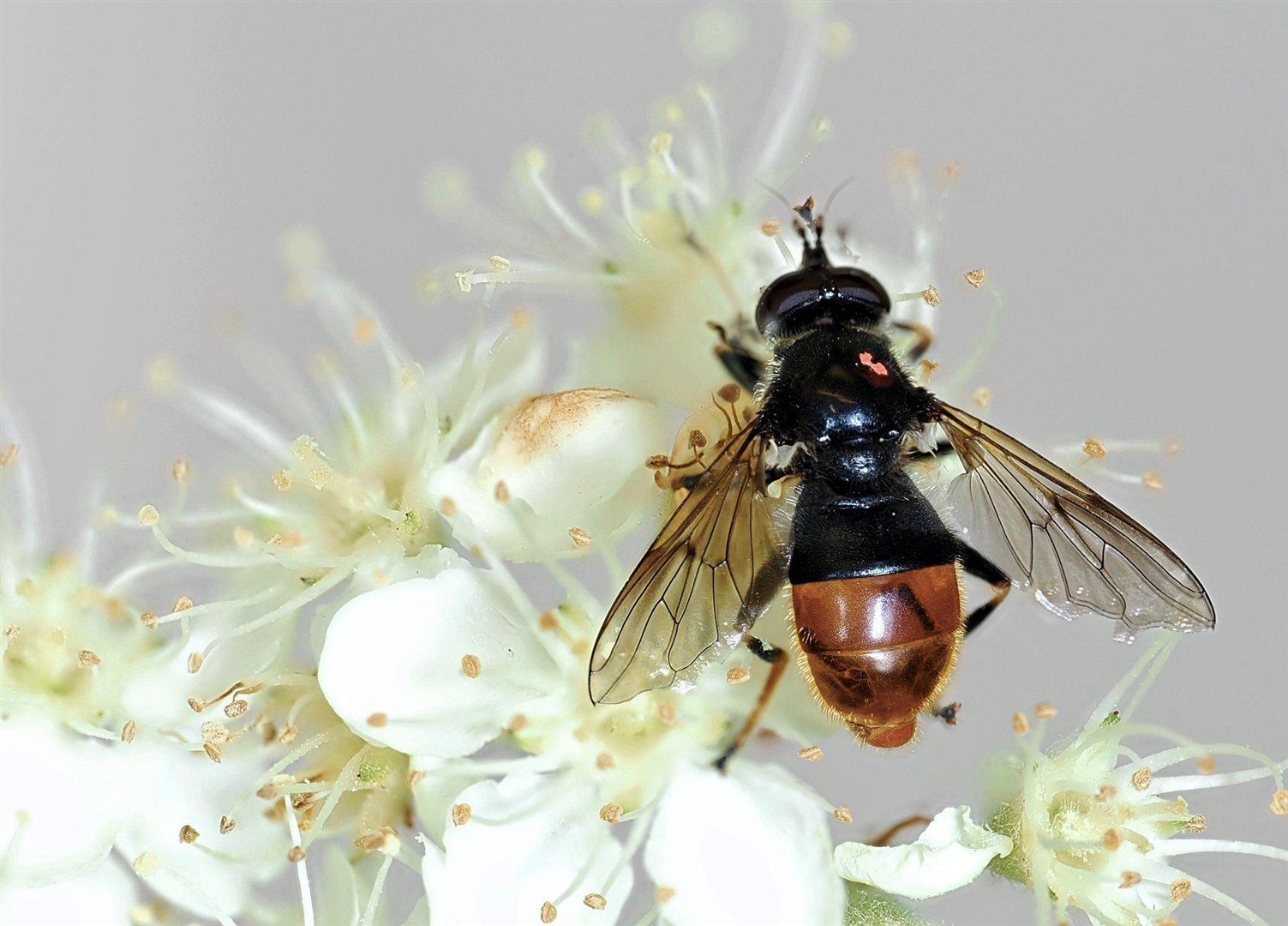 CONSERVATION PIECE: They're all talking about this rarity in the Cairngorms (RZSS)