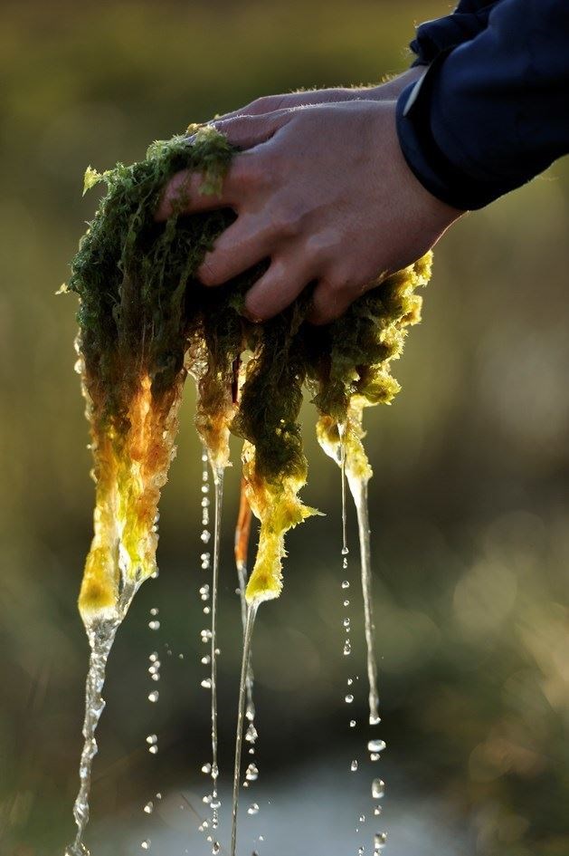 Gathering moss. Picture Lorne Gill, NatureScot