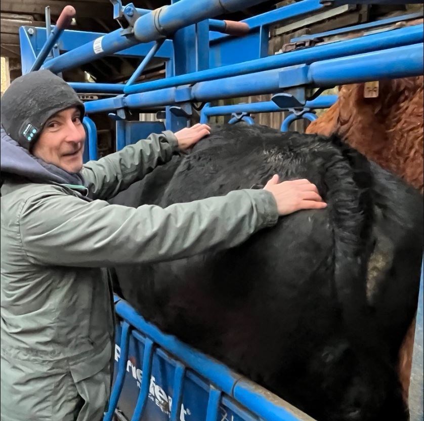 Livestock behaviour expert Simon Turner condition scoring a cow.