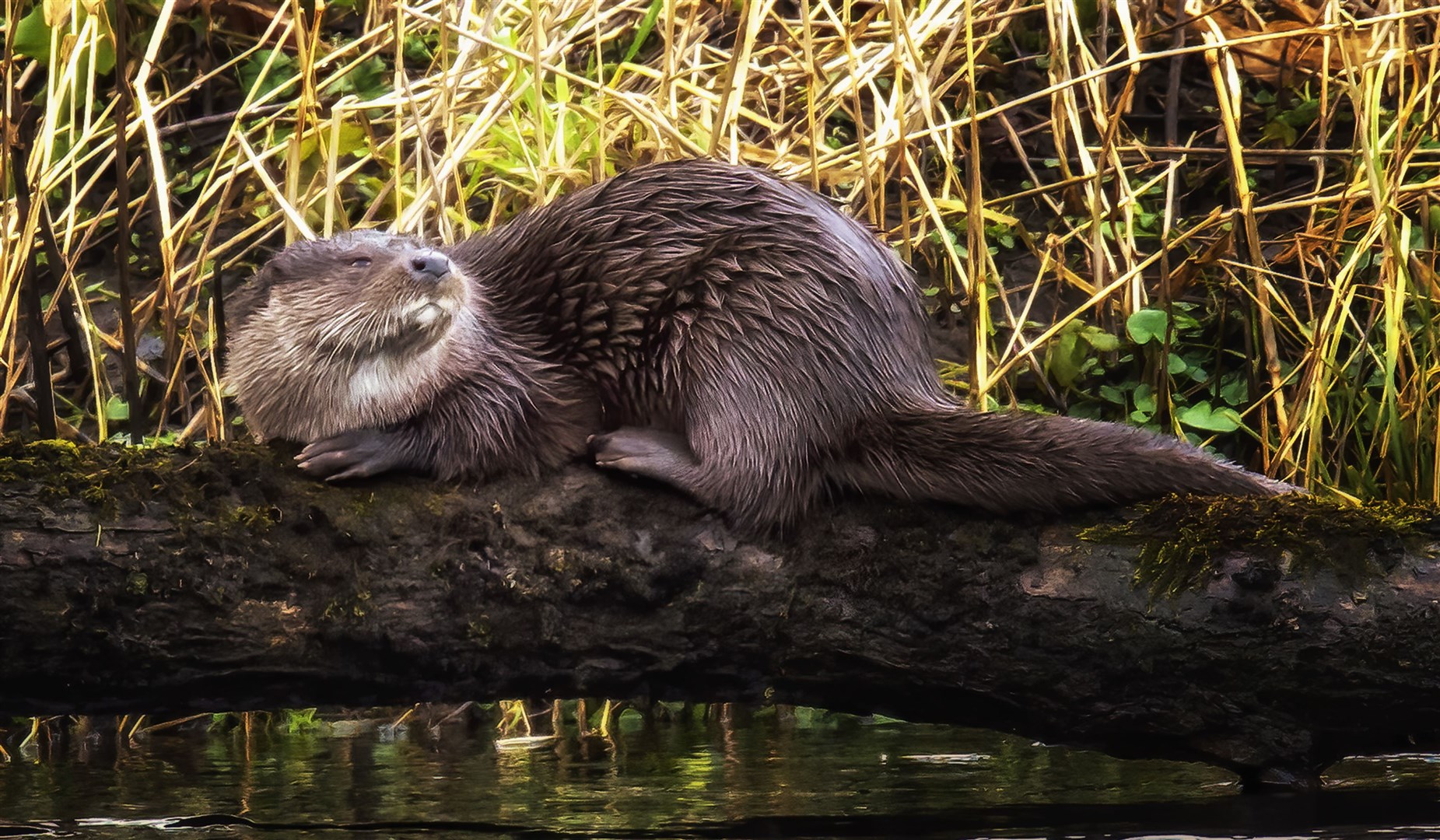 Potential impact on otters is one of the concerns highlighted.