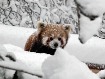 It's a snow panda!