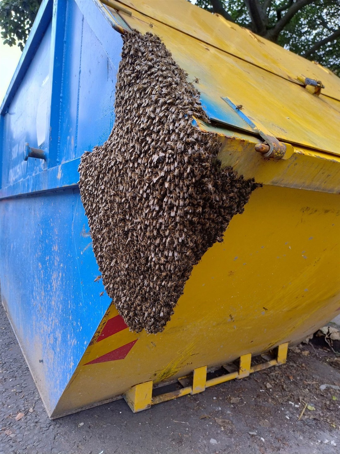 Bee swarming is a natural event: 'They are just looking for a new home'.