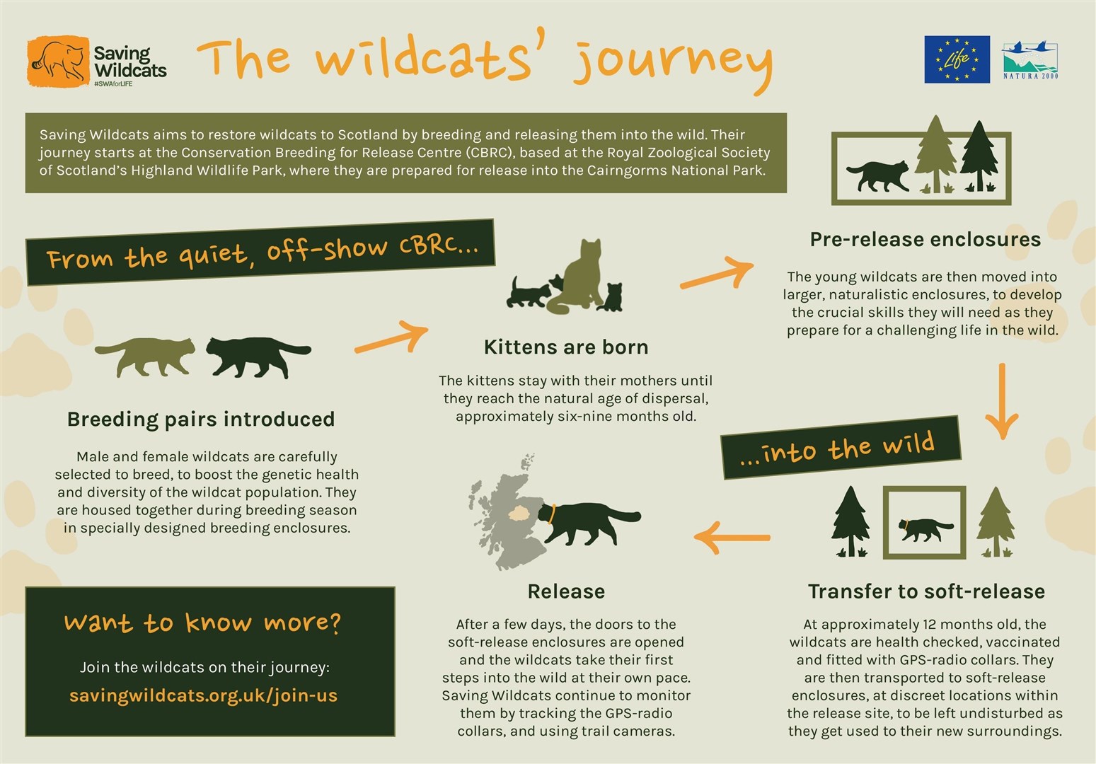 A wildcat's journey (RZSS)