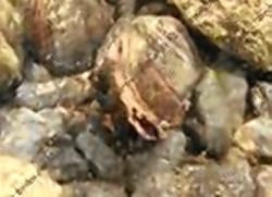 Rare freshwater pearl mussels