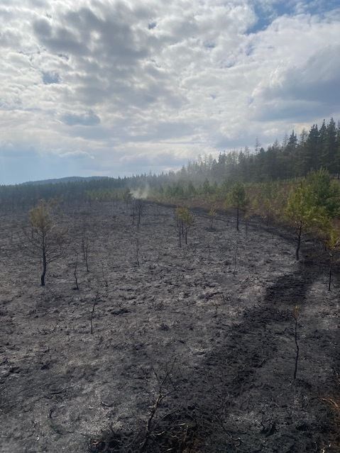 Young trees were caught in the blaze