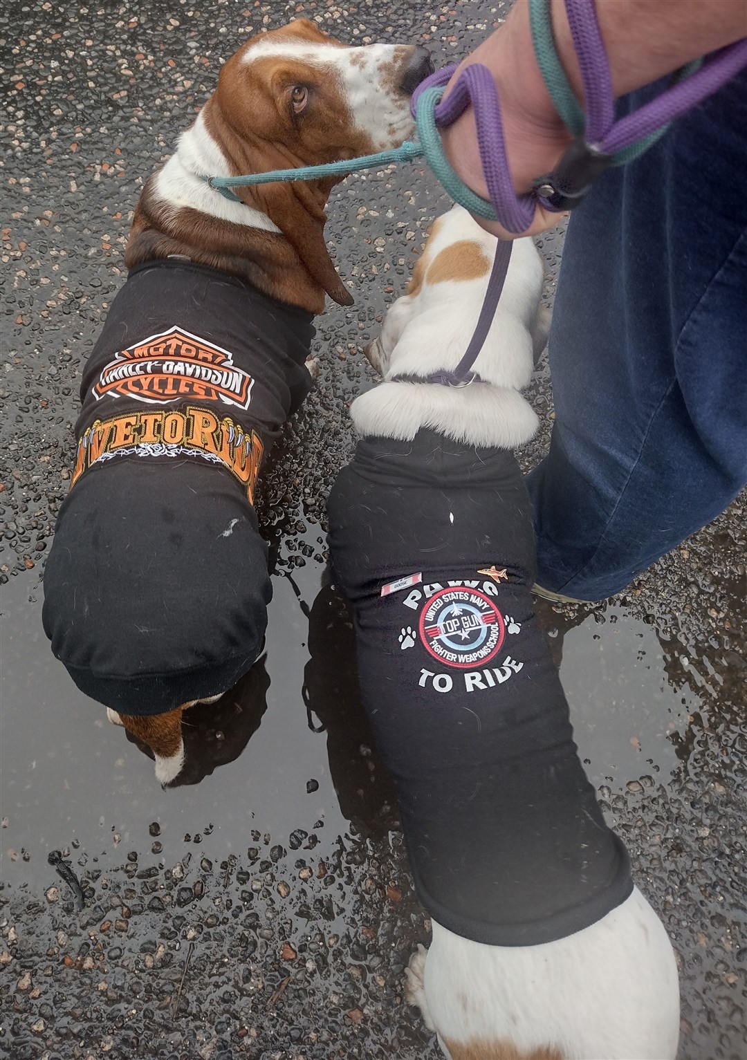 Miss Ellie and Goose Top Dog came from Cumbria, specially attired