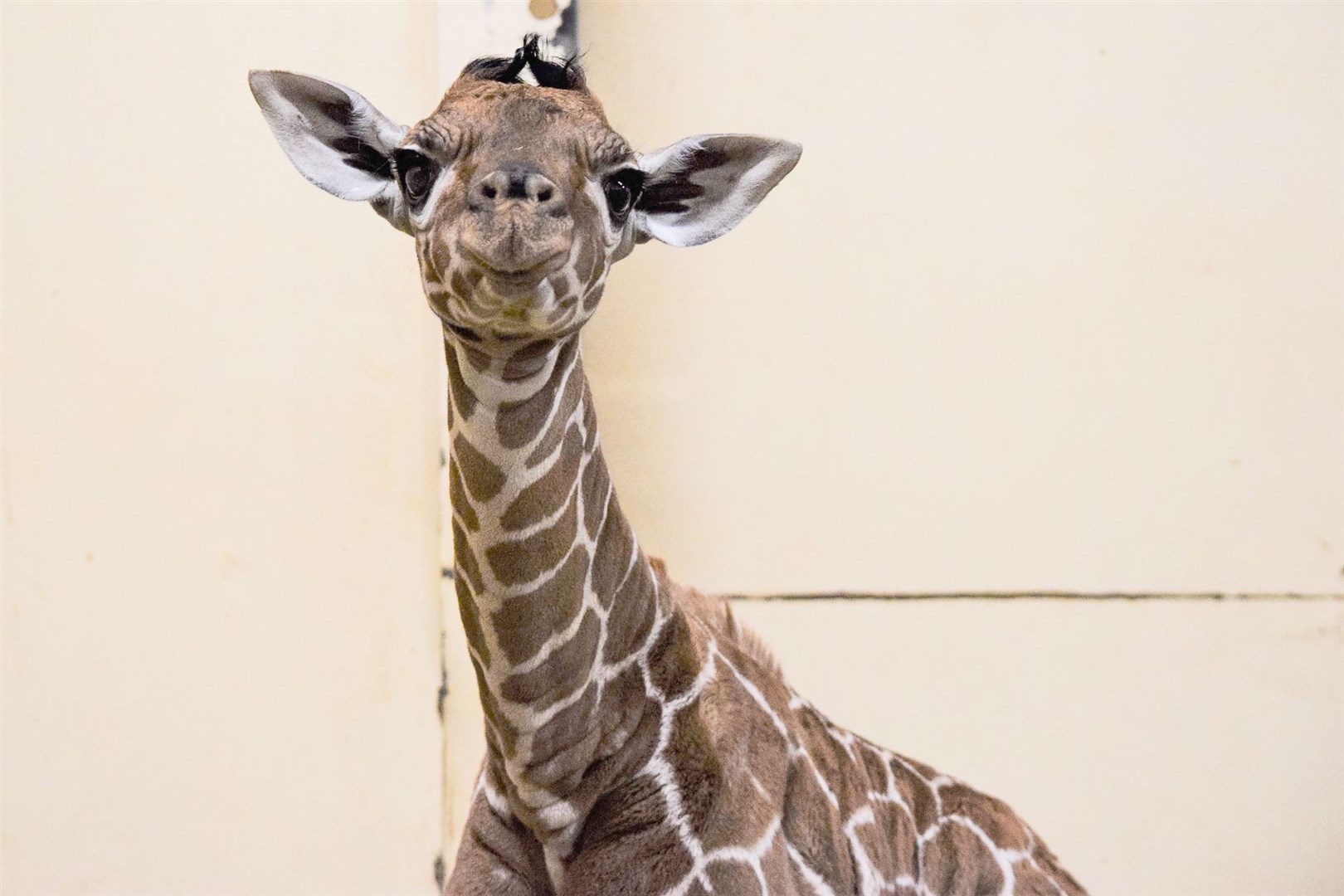 Margaret is an endangered reticulated giraffe (ZSL Whipsnade Zoo/PA)