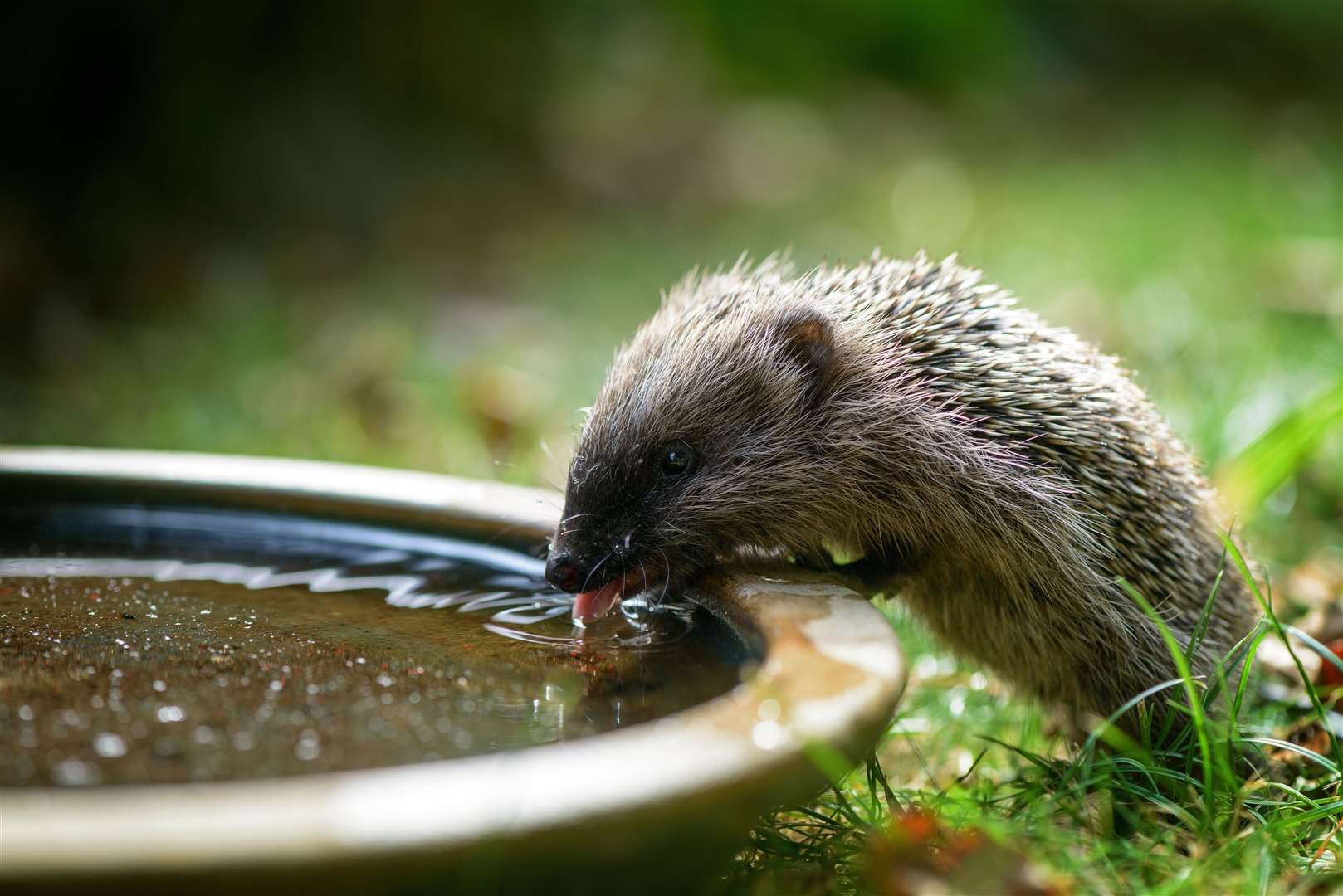 Young hedgehog drinks from a water bowl in the garden.