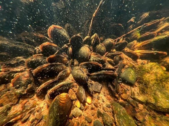 ENDANGERED: Ambitious plans are in hand to give the Cairngorms freshwater pearl mussel a brighter future