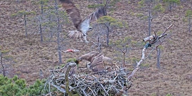 BOMBS AWAY: Brodie (top) drops a heavy salmon right on the intruder who has forced his way into the eyrie at Loch Garten