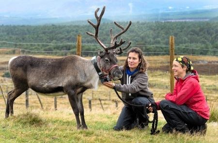 Reindeer, Cairngorms Reindeer Research Programme, Cairngorm Reindeer Company, GPS Collar, GPS, Louise de Raad, Andi Probert, Mikel Utsi