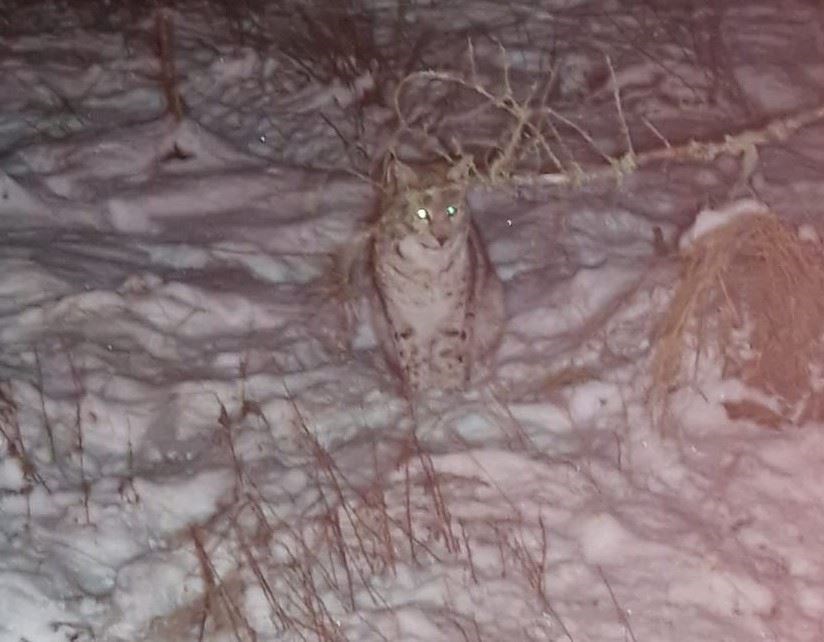 CAUGHT: One of yesterday's cats trapped at Killiehuntly in Badenoch (RZSS)