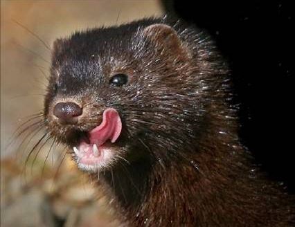 Have a think on mink... Does more need to be done to remove mink from the strath to give caper a fighting chance?